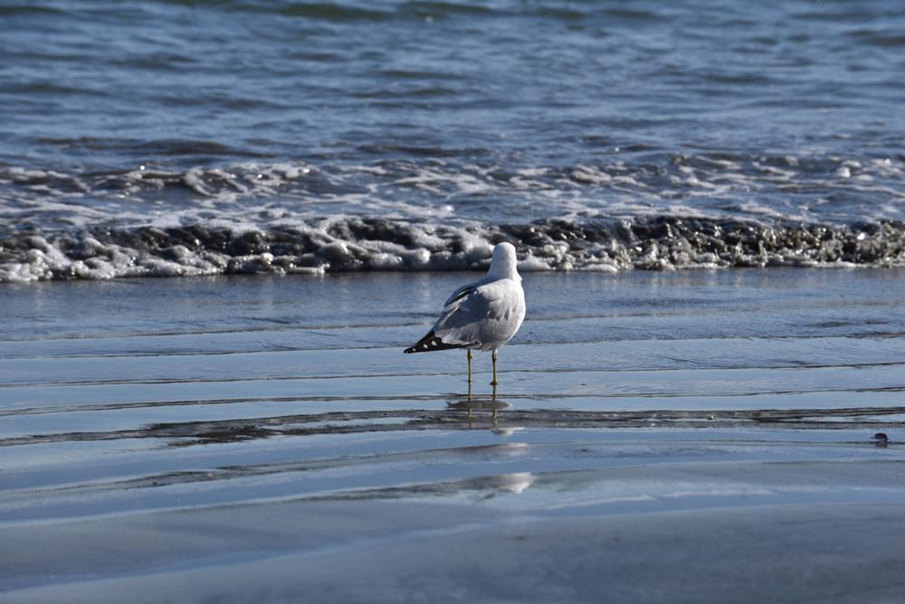 Alamitos Beach - within walking distance of downtown Long Beach