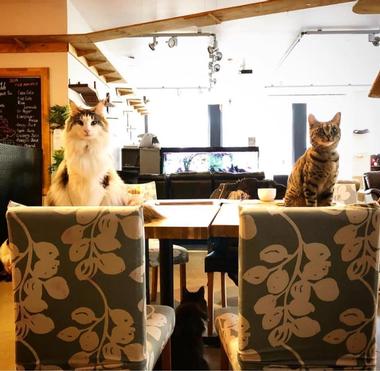 Cat Cafe