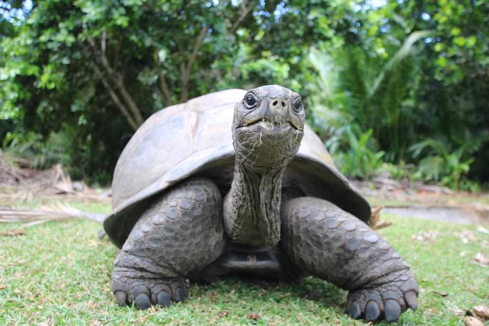 Snorkel with Turtles in Curieuse Marine National Park