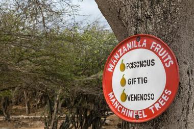 Manchineel Tree Toxicity