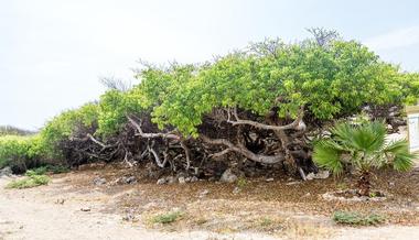 Manchineel Tree History