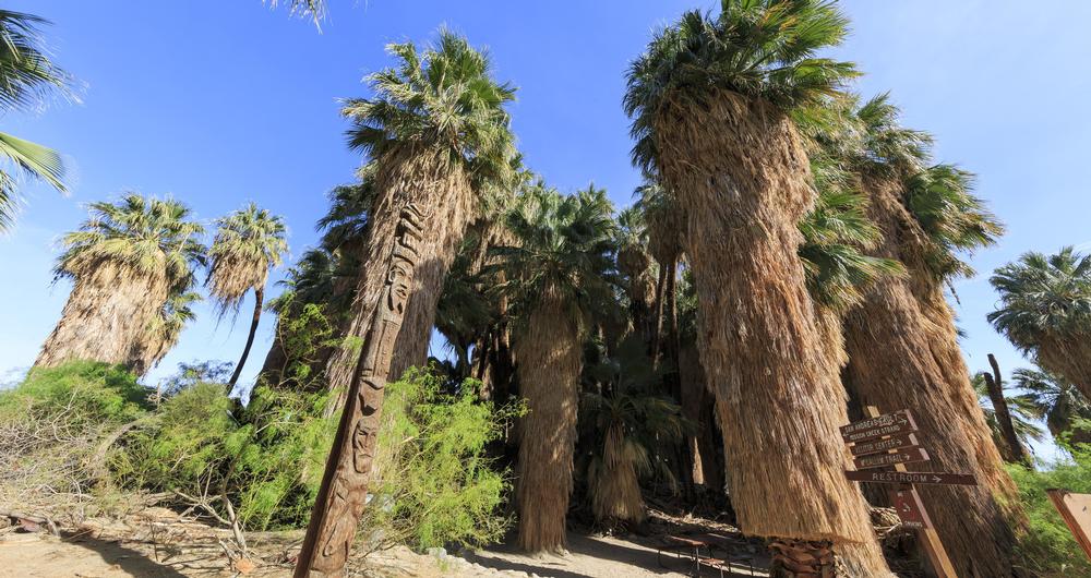 Coachella Valley Preserve