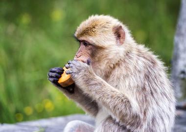 Regenstein Center for African Apes