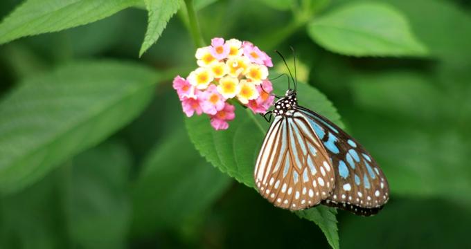 Best Things To Do In Costa Rica Butterfly Conservatory
