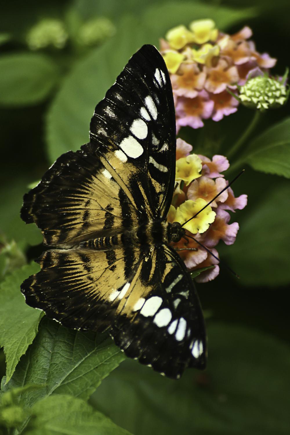 Victoria Butterfly Gardens | Things to Do on Vancouver Island