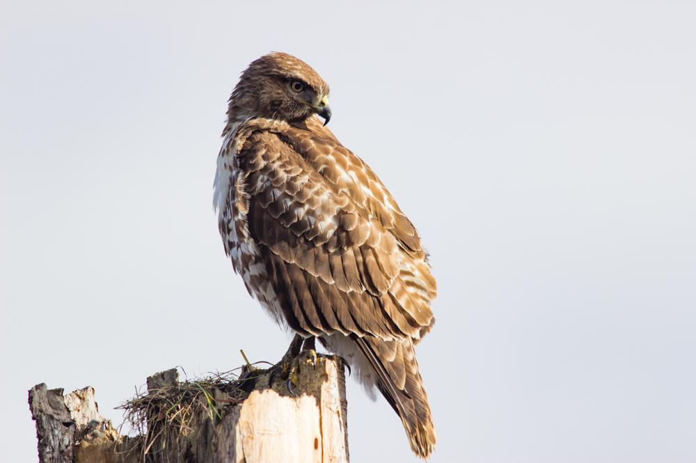 Pacific Northwest Raptors | Things to Do on Vancouver Island