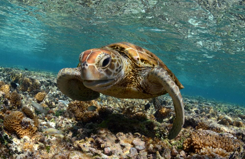 Snorkel Through Paradise at Buck Island