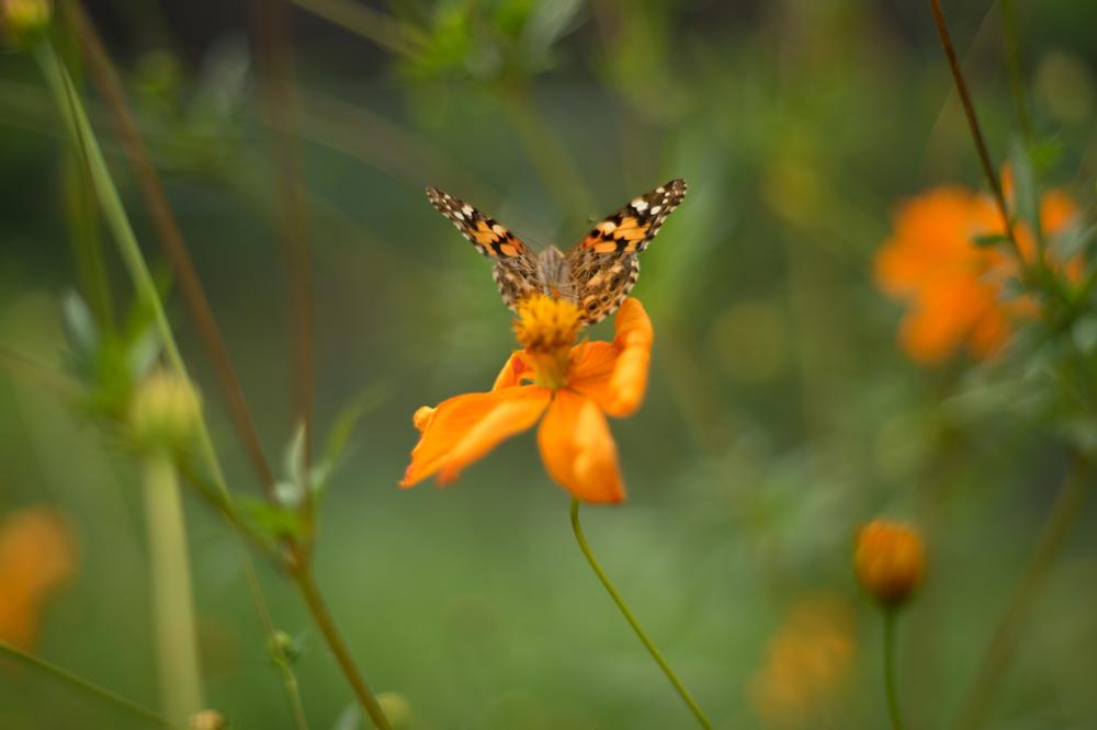 Bloom with Beauty at St. George Village Botanical Garden