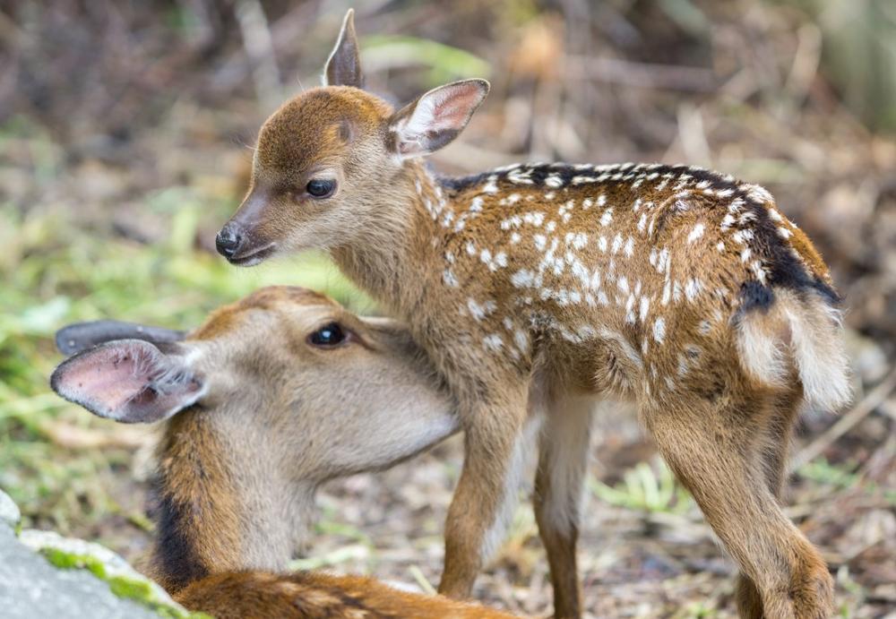 If You're Traveling with Kids, Make a Stop at FAWN DOE ROSA Wildlife Park