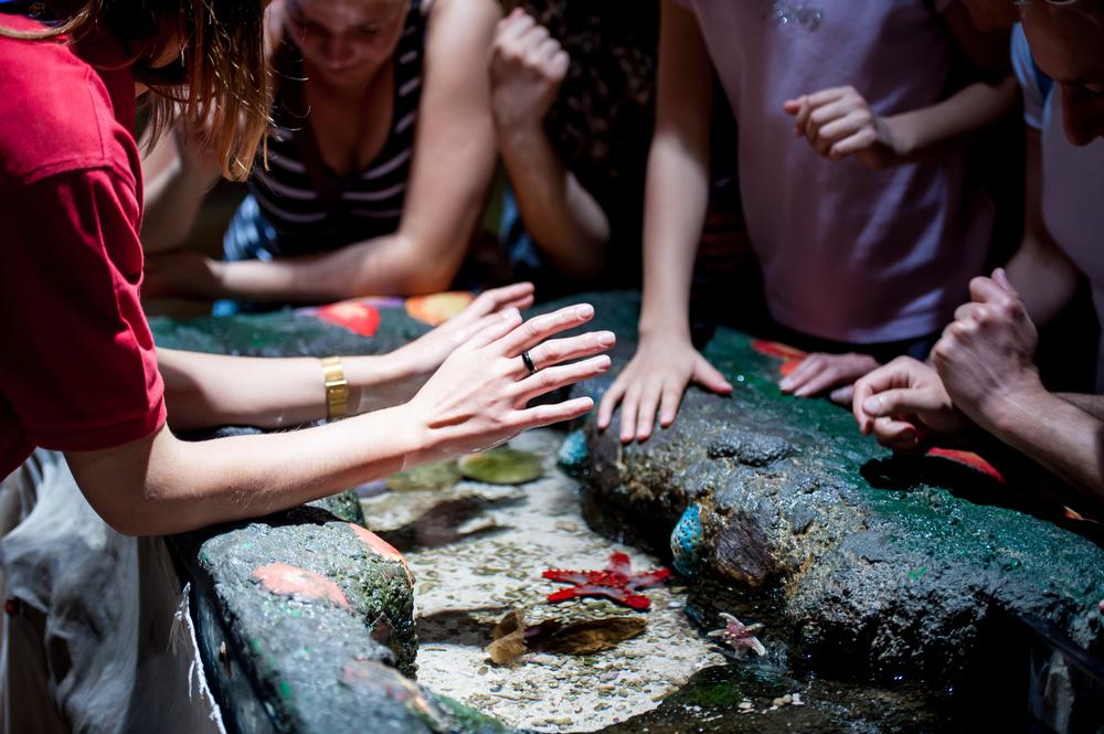 Touch, Learn, and Splash at the Interactive Aquarium 