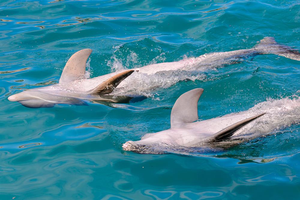Swim with Joy at Dolphin Discovery Isla Mujeres