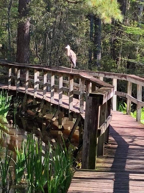 If You Love Nature and Learning, Explore Northlake Museum and Nature Center