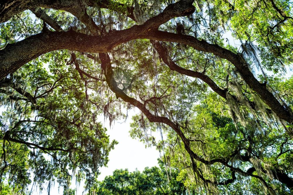 Stand in Awe of Southern Majesty at the Seven Sisters Live Oak