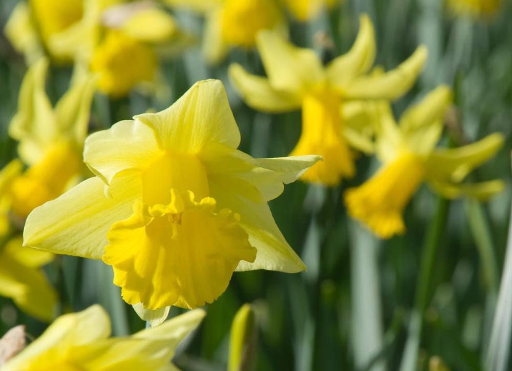 Bridge Gardens - Admire blooming landscapes and stroll peaceful paths during a spring retirement escape.