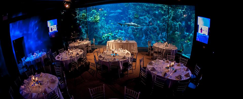 The Florida Aquarium | Romantic Tampa Wedding Venues