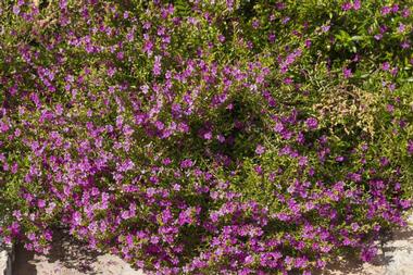 Botanical Gardens Of Cordoba