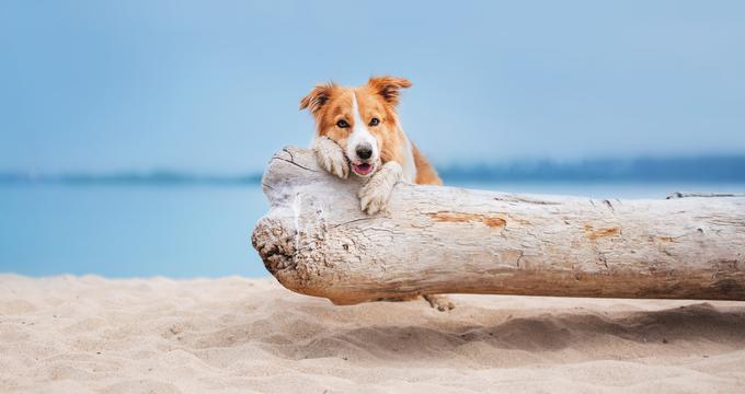 are dogs allowed on the beach in cape may