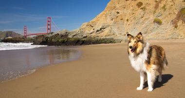 Dog-Friendly Beaches in the San Francisco Bay Area