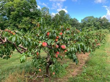 Mack's Apples | Attractions in Londonderry, New Hampshire