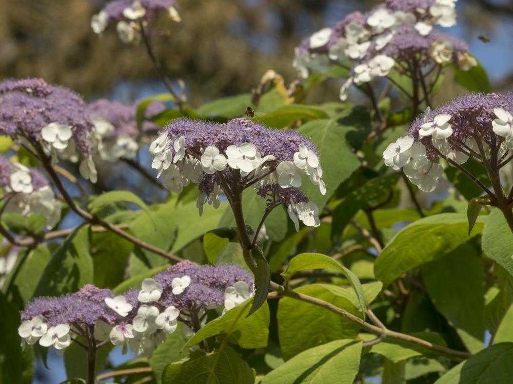 Wander Through Colorful Landscapes at the Beautiful Savill Gardens