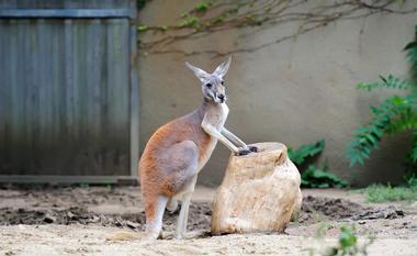 Lincoln Park Zoo