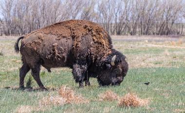 Rocky Mountain Arsenal National Wildlife Refuge