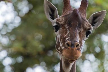 Belle Isle Nature Center | Free & Affordable Things to Do in Detroit, Michigan