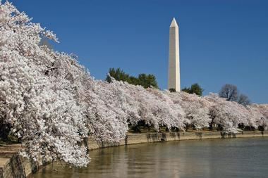 The National Cherry Blossom Festival