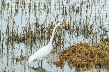 Bombay Hook National Wildlife Refuge