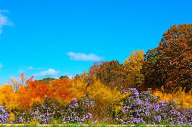 The United States National Arboretum