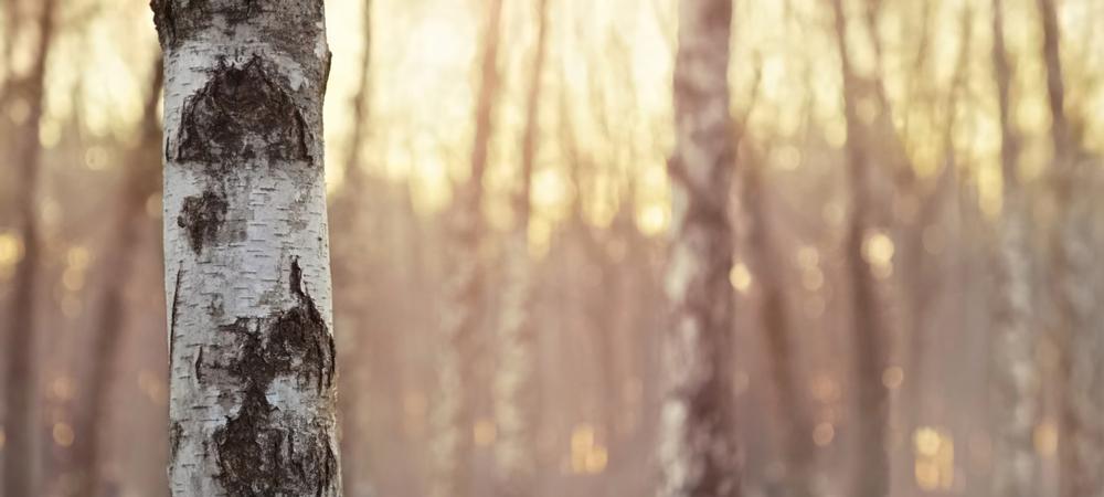Get Lost in the Pines at Osceola National Forest