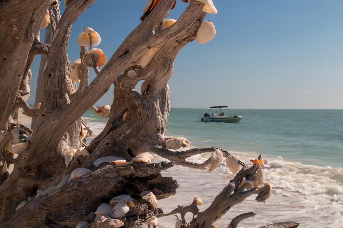 Melaleuca trees on Lovers Key Beach