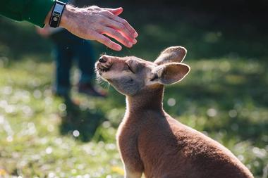 See animals at Kentucky Down Under Adventure Zoo