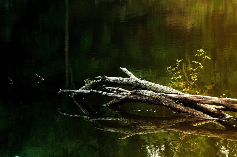 Spot Wildlife and Hike Trails at Alligator Lake Recreation Area
