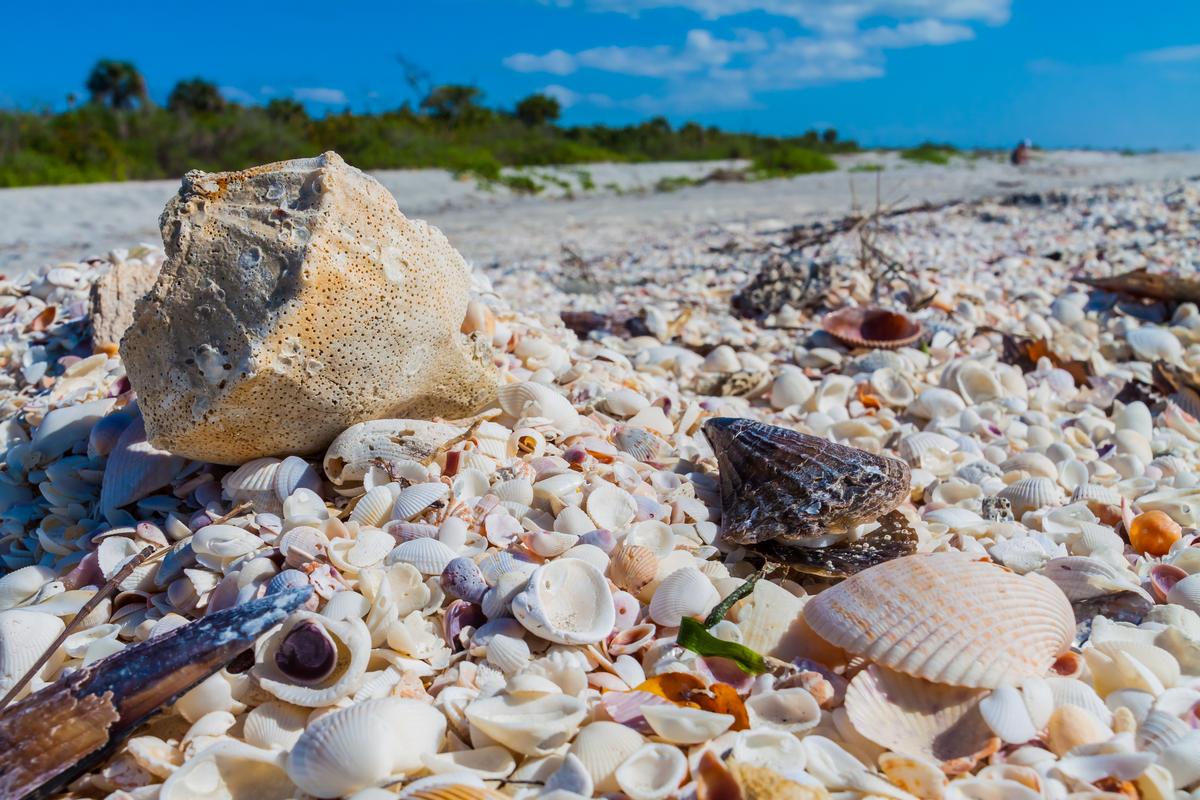 Discovering Horse Conch on  Bowdens Beach, Sanibel Island,Florida