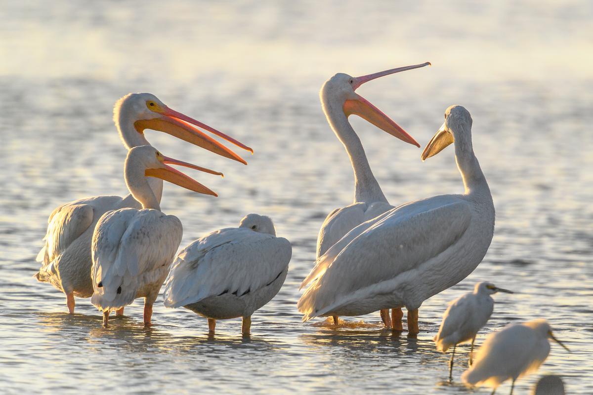 Wildlife in J. N. Ding Darling National Wildlife Refuge on Sanibel Island