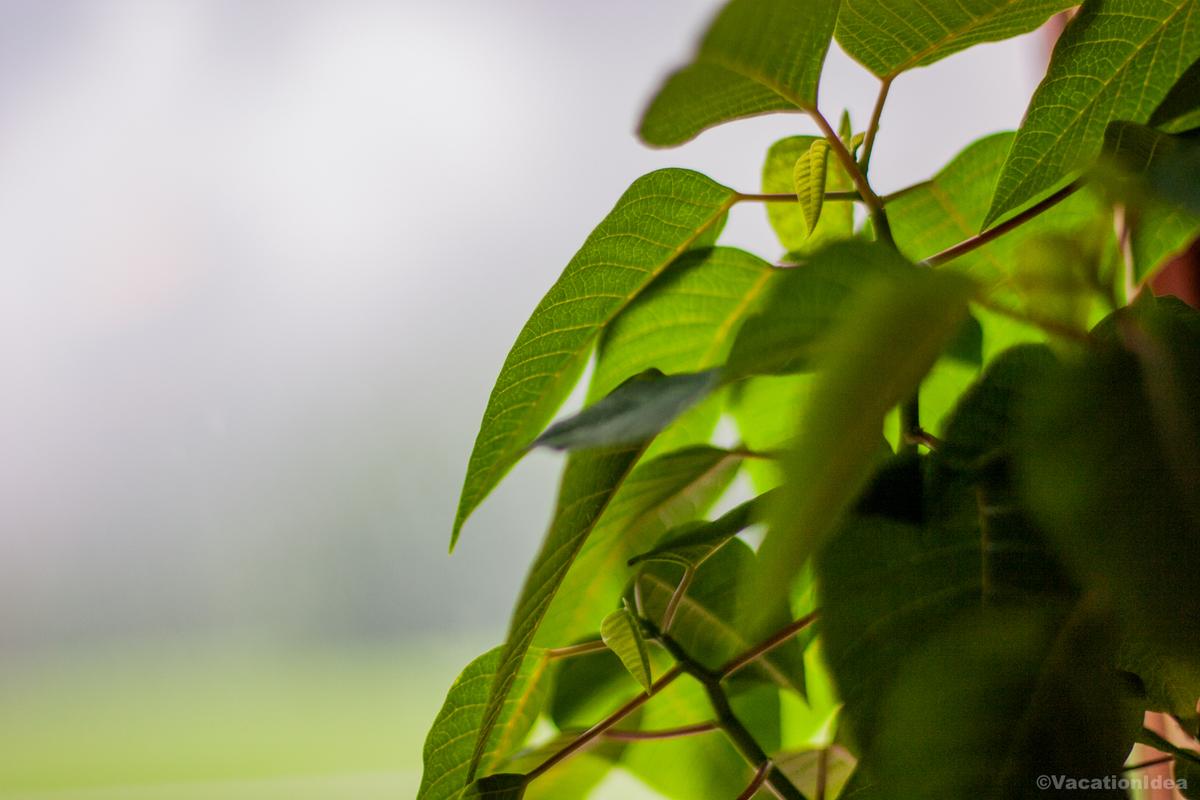 My photo of foliage near our hiking trail