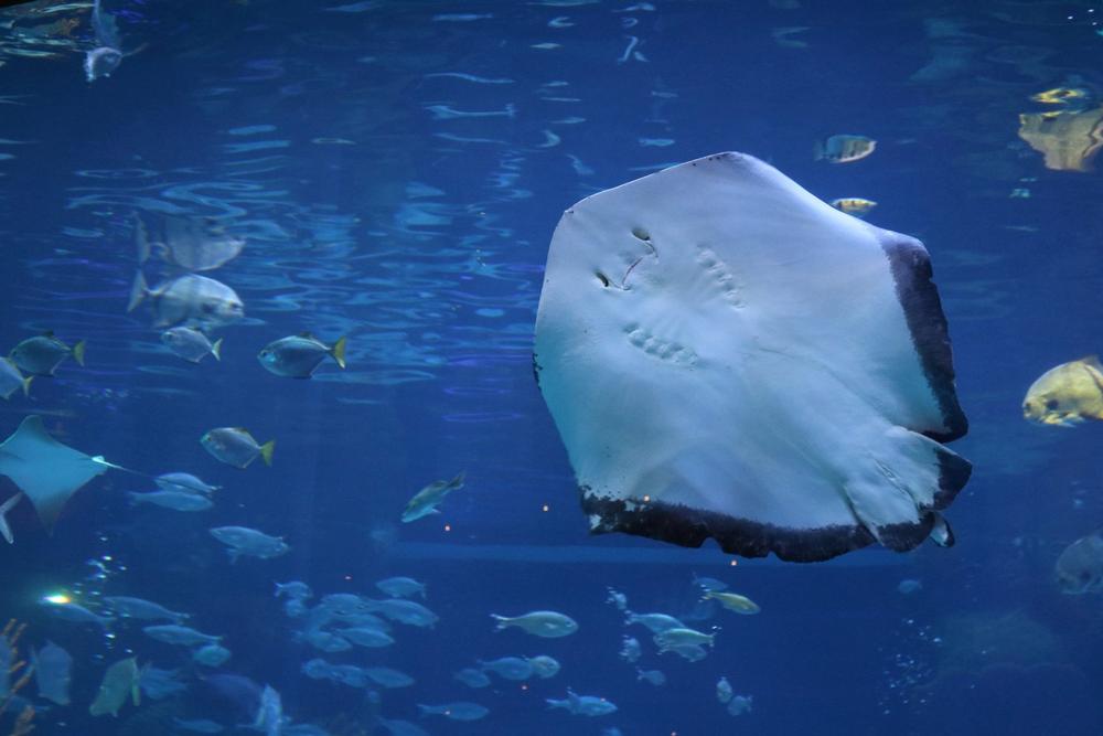 The Aquarium at the Silverton