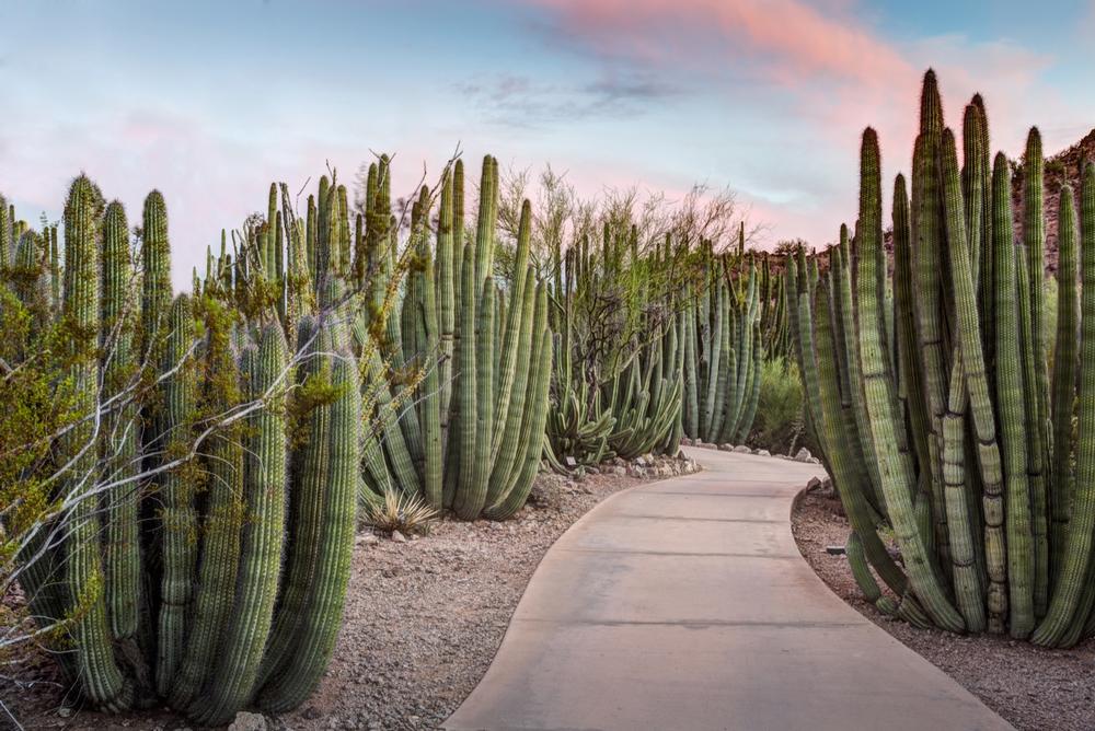 Affordable Desert Botanical Garden