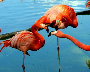 The Wildlife Habitat at the Flamingo