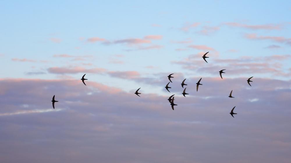 Spot Rare Wildlife at the Gulf Coast Bird Observatory