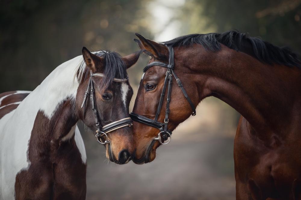 Ride, Fish, and Feast: Head to Ridin Hy Ranch Resort