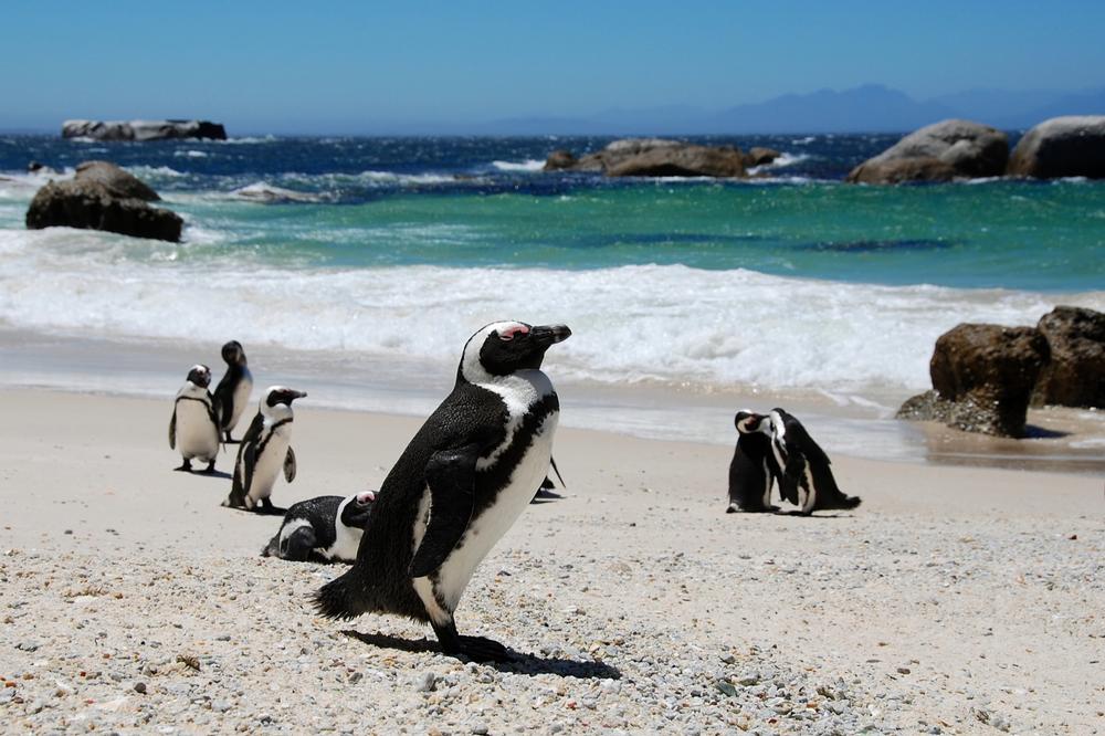 Boulders Beach - 45 minutes by car from Cape Town