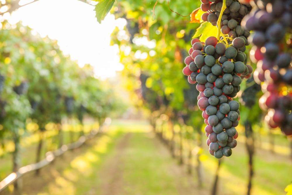 Taste Boutique Excellence at Foon Estate Vineyard