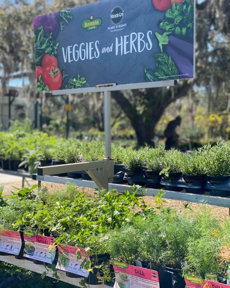 Step Into a Fluttering Paradise at Lukas Nursery and Butterfly Experience
