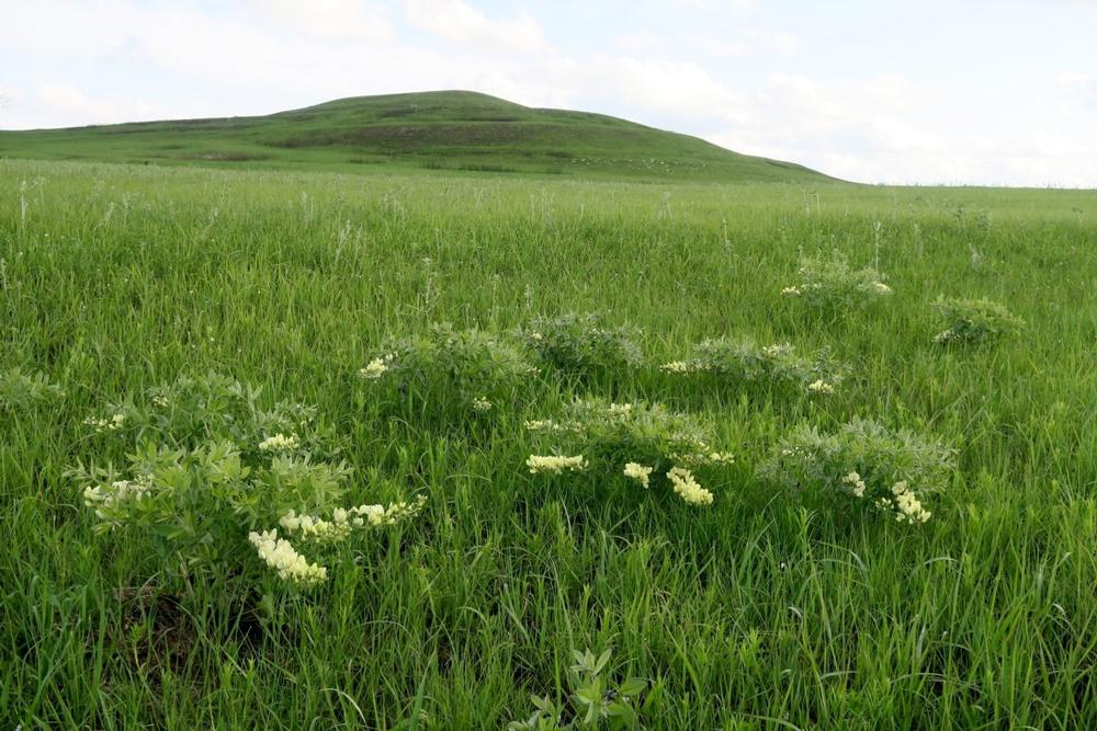 Mount Mitchell Heritage Prairie Park
