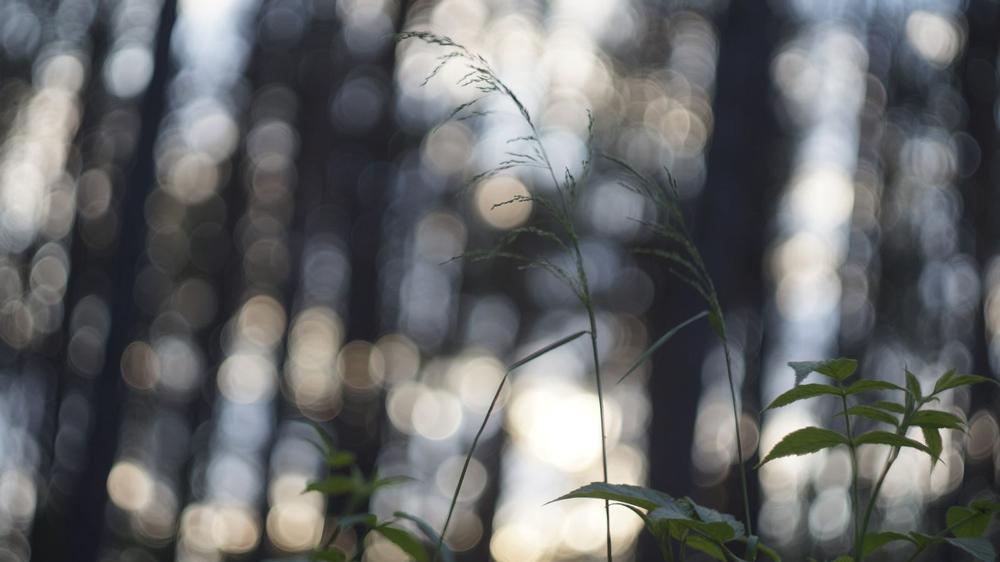 Forest Ridge Park - a 30-minute drive  from Downtown Raleigh