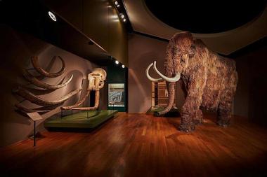 The Natural History Museum of Basel