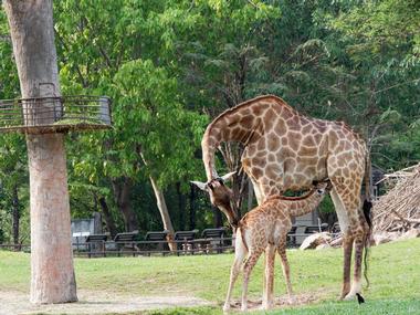 Basel Zoo