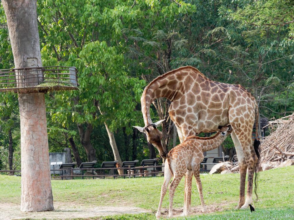 Meet Animals from Around the World at Basel Zoo